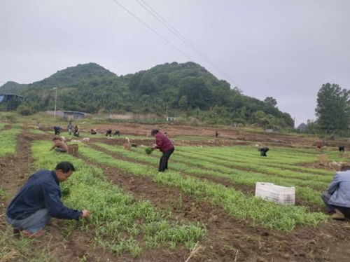 安龍縣農業產業結構調整 高粱種植2200余畝引領農業培育新路徑