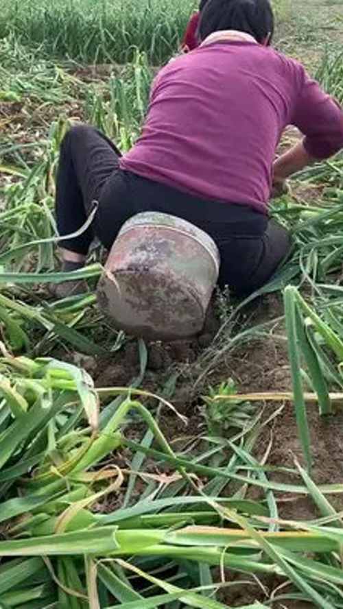 農業種植 勞動者是最美的人