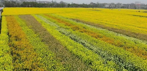 彩色油菜花 農業創新還是無謂之舉？
