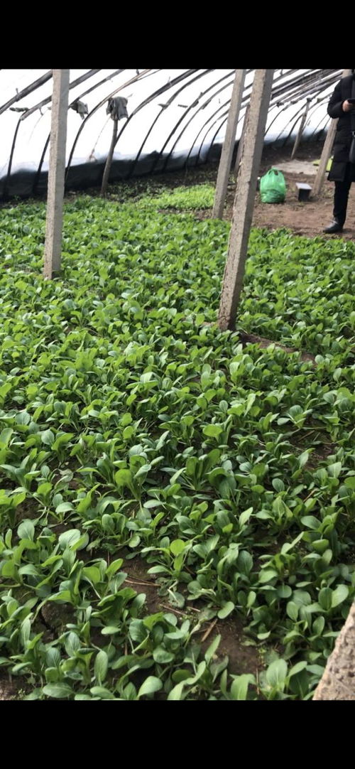 華濱生物百億擴繁，引領農業種植進入強效補菌新時代