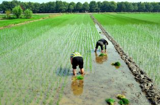 前進需動力，后退需智慧——論現代農業種植的平衡之道