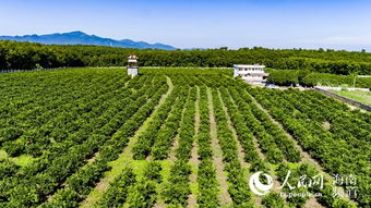 白沙紅橙采摘季暨品牌發布即將開啟，農業培育助力鄉村振興