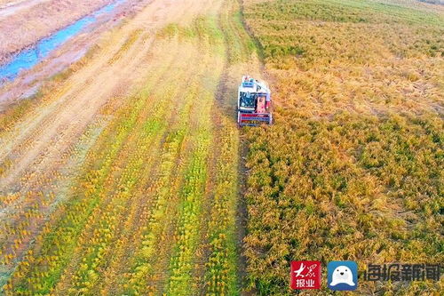 稻谷金黃顆粒歸倉，濱州水稻喜開鐮——一幅秋日農業豐收圖