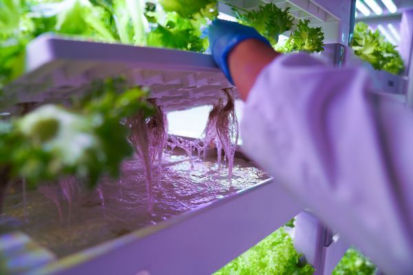 從一人到眾人 聯合國新聞關注中國農業數字轉型下的種植變革