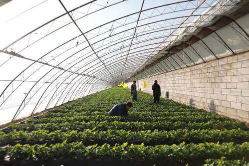 養蚯蚓種草莓 玉泉區綠色可循環農業助農增收百萬