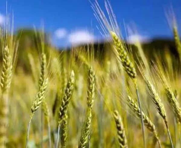 農業種植補貼的五類核心政策，你必須了解！